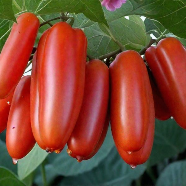 Томат Чибис: спокойное объяснение о компактности и урожайности для заготовок