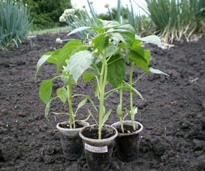 Что забывает делать любитель рассад перца и как это влияет на рост