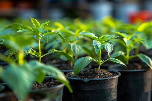 Как подкормка перца превращает рассаду в крепкую корневую систему