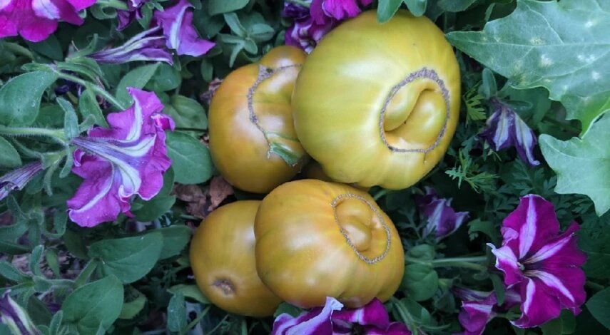 7 лучших сортов зеленоплодных помидоров с изумительной расцветкой и необычным вкусом