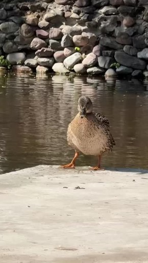    -!