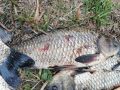 Рыбку съесть не удалось. В Сызрани пресечён факт браконьерства на водоёме