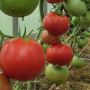 Томаты, которые не подведут: 5 сортов для любого климата