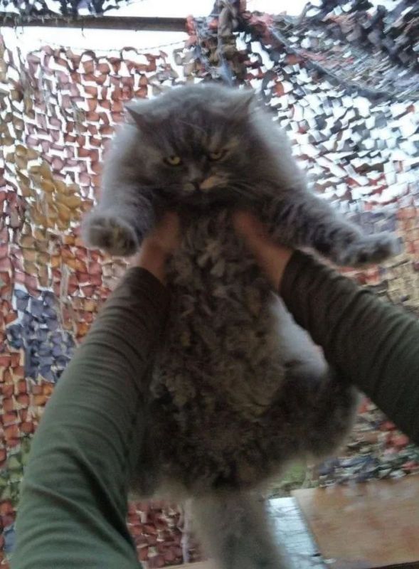    ..              .       ,  