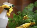 Как правильно подкармливать растения: секреты корневых и внекорневых методик