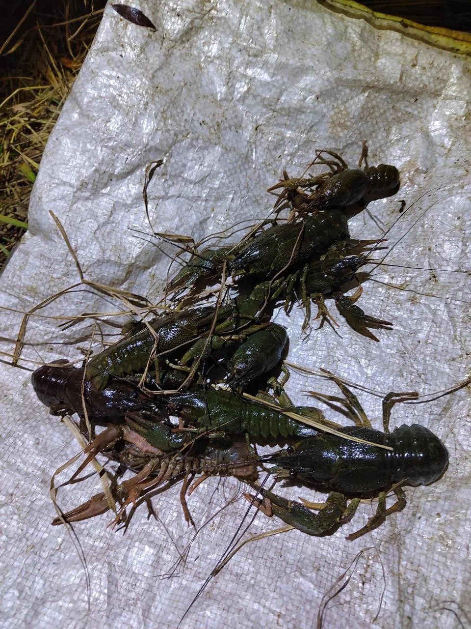 До двух лет тюрьмы может получить житель Самары за ловлю раков в Сызрани До двух лет тюрьмы может получить житель Самары за ловлю раков в Сызрани