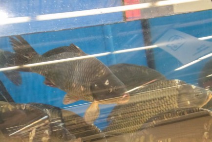 Как пожарить карпа без костей: элементарный трюк от профессионального кулинара