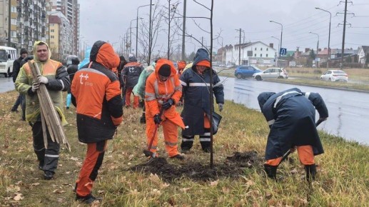 20 новых деревьев украсили пространство вдоль улицы 40 лет Победы