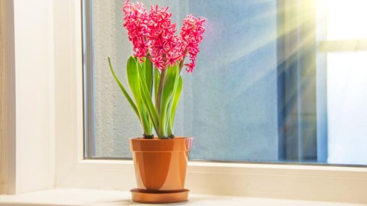 Домашний гиацинт будет цвести как бешеный: хитрая уловка садоводов