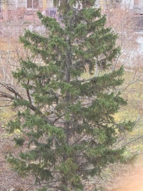 В Тольятти пошёл первый снег!