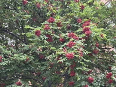 До Нового года осталось всего 58 дней, из которых рабочих только 40