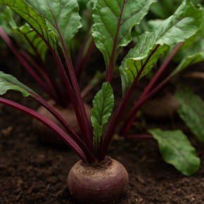 Почему жесткие листья свёклы могут предвещать проблемы с урожаем?