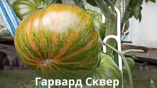 Эстетика и урожай: секреты яркого сорта томатов "Гарвард Сквер"