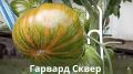 Эстетика и урожай: секреты яркого сорта томатов "Гарвард Сквер"