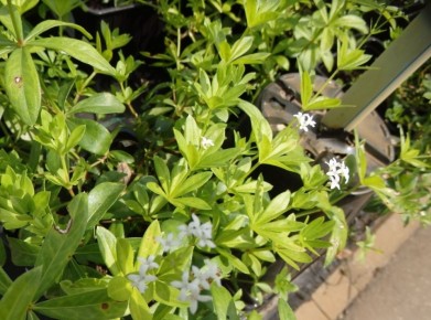 Подмаренник: вредитель или полезное растение для вашего сада?