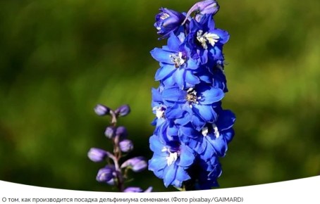 Как вырастить дельфиниум: советы по посеву и уходу за рассадой