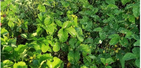 Подкормка клубники нашатырным спиртом: секреты для богатого урожая