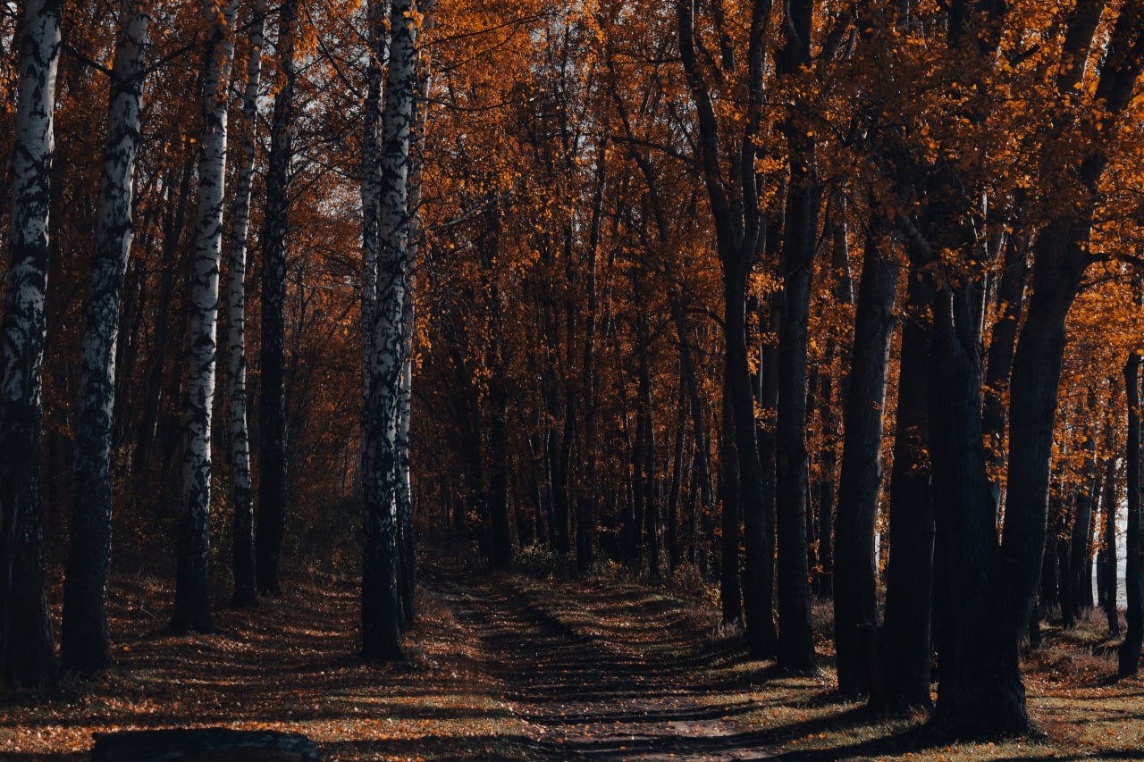 Погода в конце короткой рабочей недели обещает быть дождливой