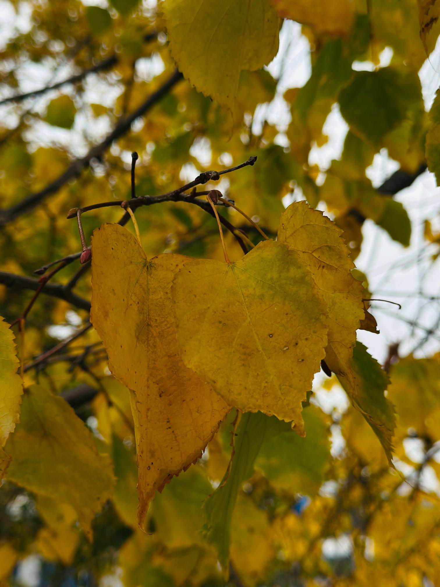 Доброе воскресное утро! Желаем хорошего дня, и делимся прогнозом на сегодня!