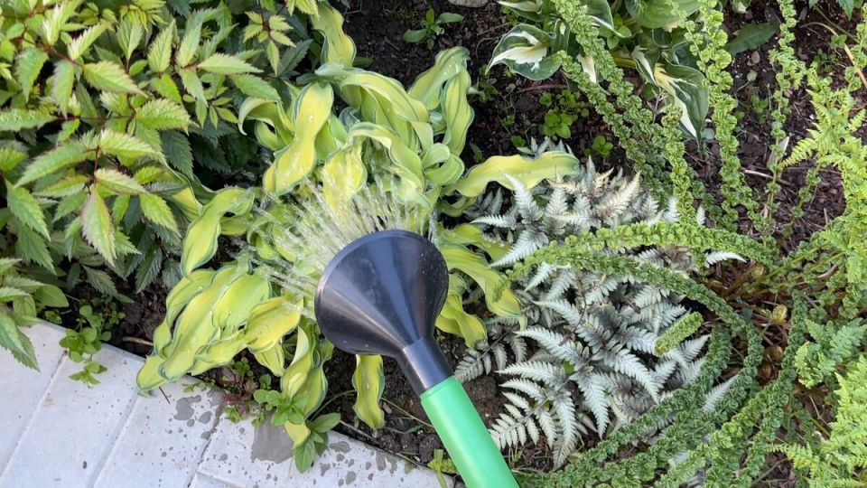 Как правильно удобрять растения в мае для богатого урожая