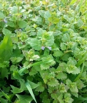 Будра плющевидная: удивительное растение с множеством секретов