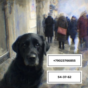 По информации департамента городского хозяйства администрации г.о. Тольятти, для розыска домашних животных, попавших в отлов и доставленных в пункт временного содержания, необходимо обратиться по телефонам: