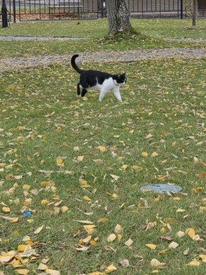 Самовыгул — частая причина гибели домашних животных