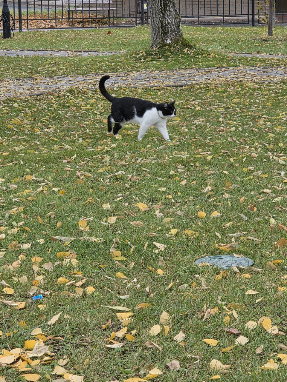 Самовыгул — частая причина гибели домашних животных