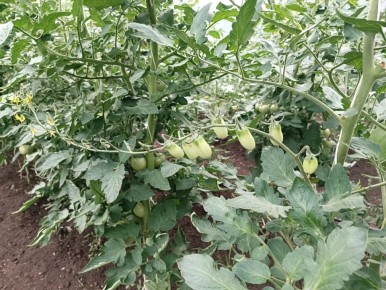 Секреты борьбы с жированием томатов