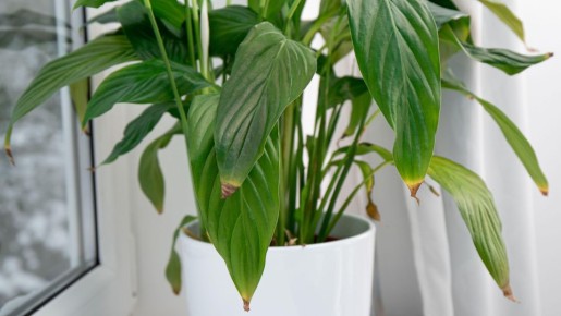 Эта грубейшая ошибка при пересадке мигом погубит комнатные цветы: совершает каждый второй