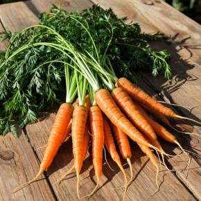 Секреты подзимнего посева моркови для успешного урожая