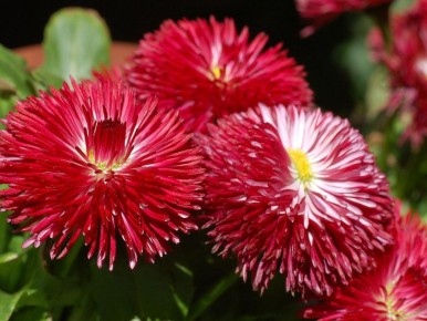 Как оживить осенний сад: 4 ярких цветка, которые продлят сезон до морозов