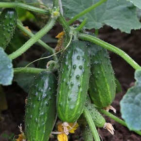 Как избежать горьких огурцов: Советы опытных садоводов