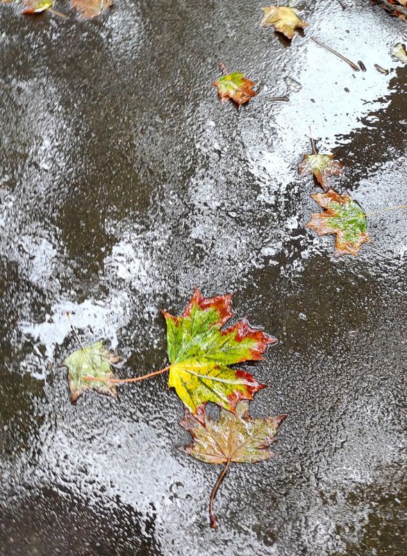 Ничего необычного, просто ливень в ноябре