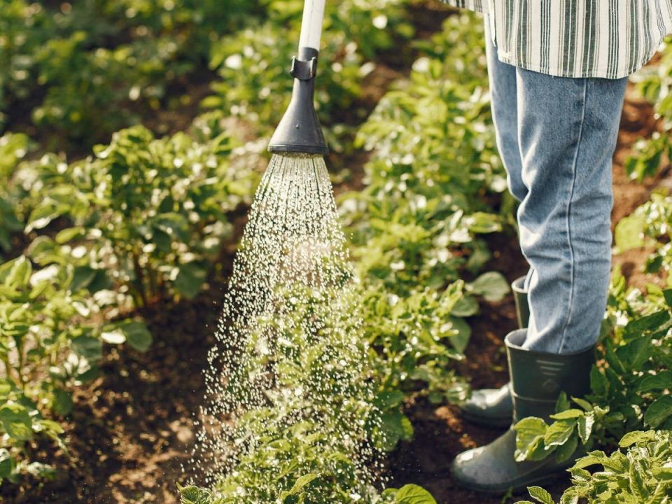 Август: время для заботы о будущем урожае