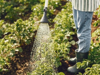 Август: время для заботы о будущем урожае