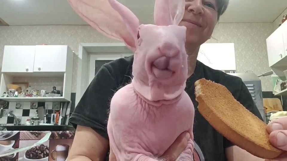 Лысый кролик по кличке Добби родился и живёт в глубинке Самарской области