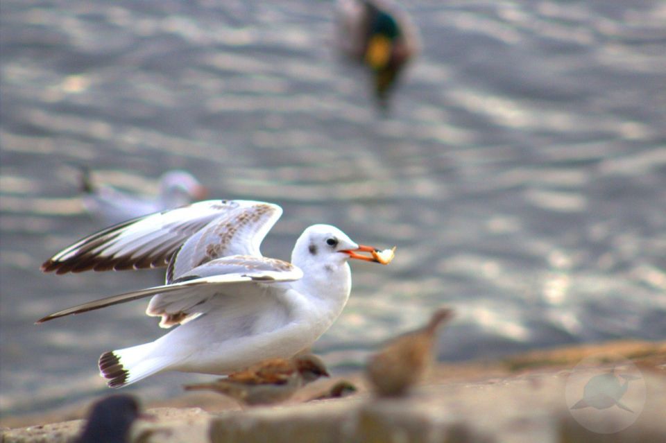 ������ ����, ��������!. �� ��������� 9 �������