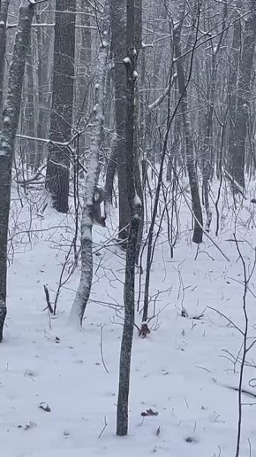 Зимний лес — волшебная сказка!