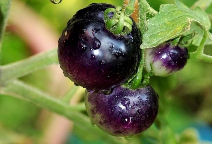 ������ ������: ������� ������ ���������� ����� ��� ������ ����