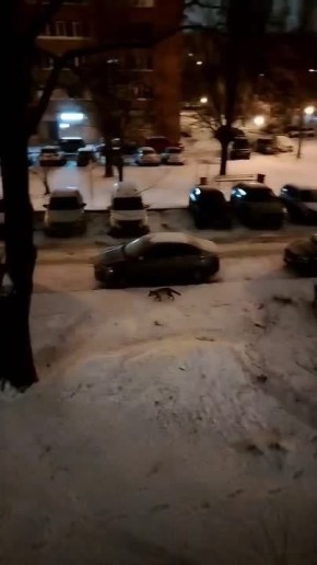Лиса в Тольятти. Рыжую заметили в одном из дворов в Автозаводском районе
