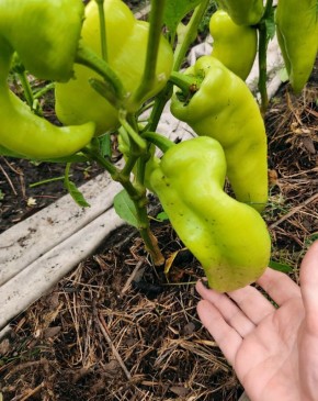 Как удобрять перцы прелой травой: секреты для обильного урожая