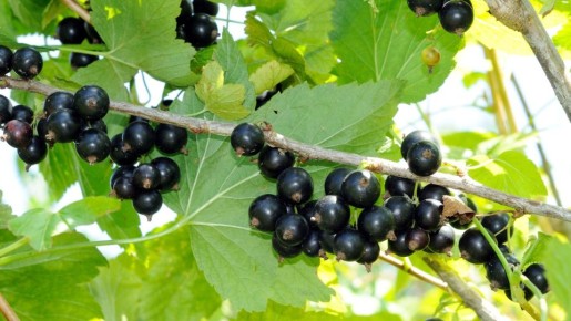 Сделайте это прямо сейчас: вот как спасти черную смородину от вредителей