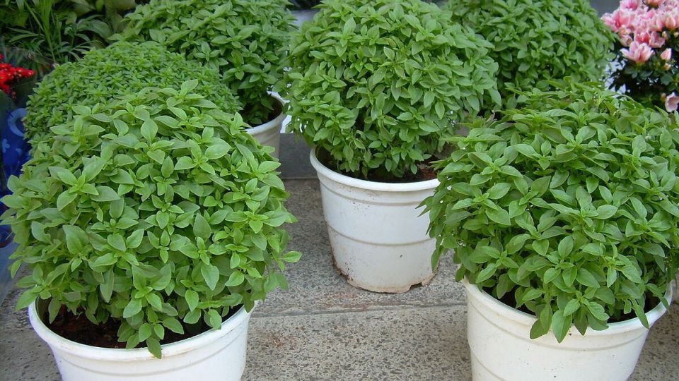 ����� ������ ������� ��������