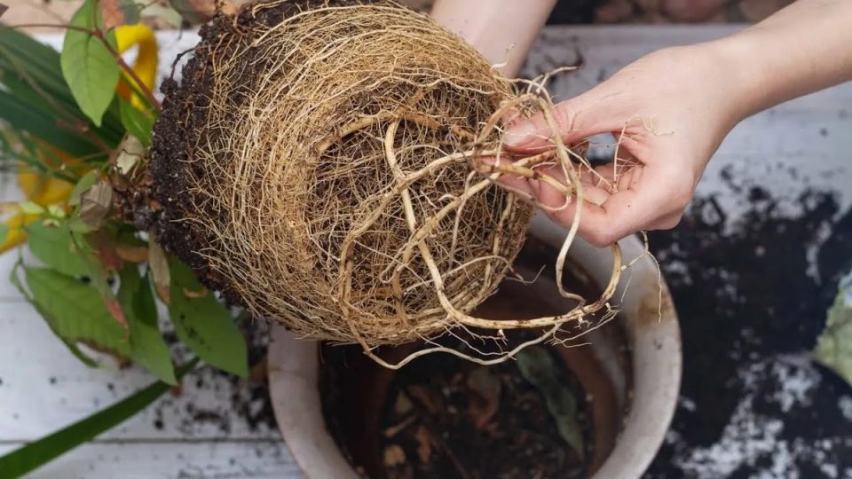 ��� ��������� ����� � ����� ����: ������� �� ������� ���������