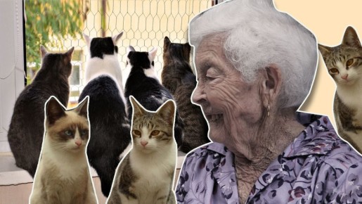 Соседка-кошатница привела к судебным разбирательствам: кто виноват в неприятном запахе?