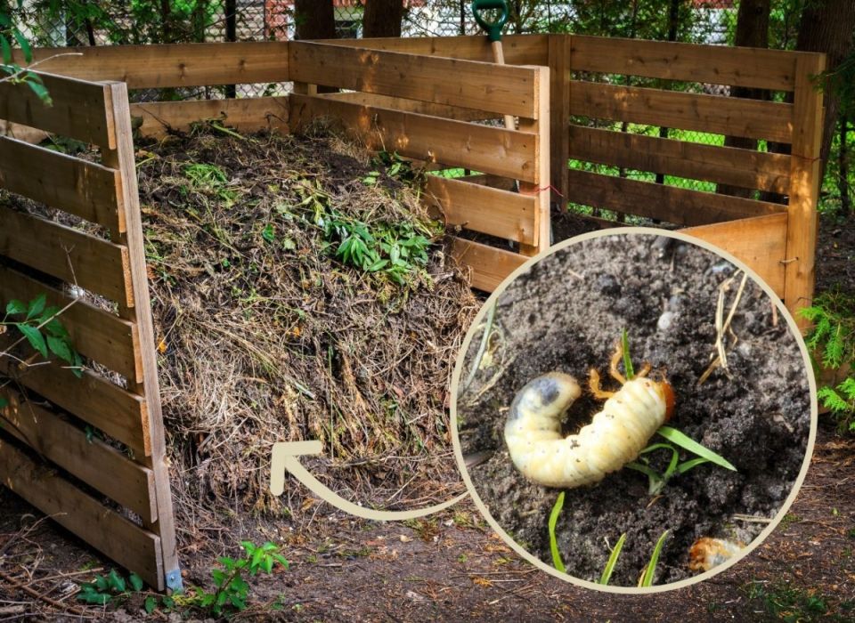 ��� �������� ��� �� �������: ����� � ������������