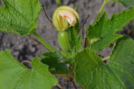 ������� � ����� ����: ��� ��������� ������� ������ �� �������