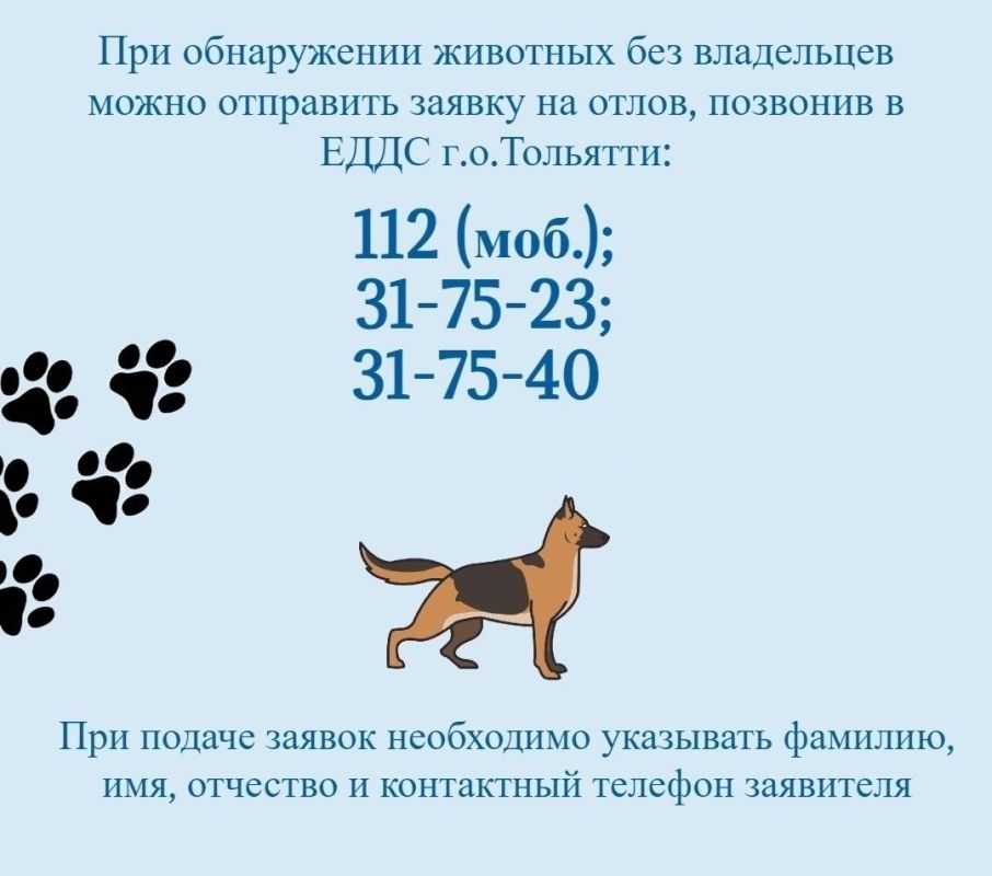 В новогодние праздники организован круглосуточный приём заявок на отлов животных без владельцев по телефонам муниципальной ЕДДС городского округа Тольятти 112 (с сотового), а также 31-75-23, 31-75-40, 48-05-06