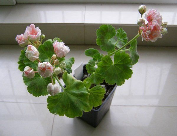 ��������� �������� ��� �������: ������� � ������������